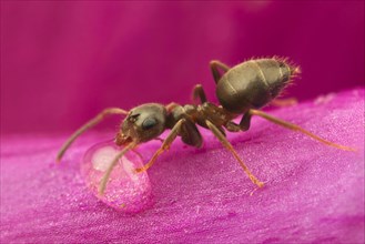 Black Garden Ant (Lasius niger)