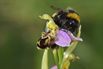Bumblebee (Bombus sp.)