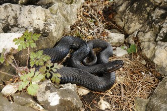 European Adder (Vipera berus)