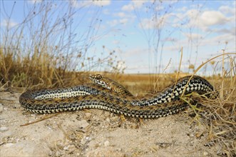 Montpellier snake (Malpolon monspessulanus)
