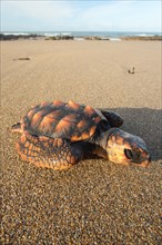 Loggerhead Turtle (Caretta caretta)