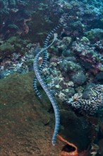 Banded Sea Krait (Laticauda colubrina)