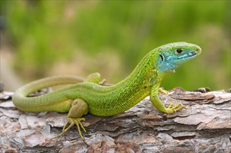 Western Green Lizard (Lacerta bilineata)