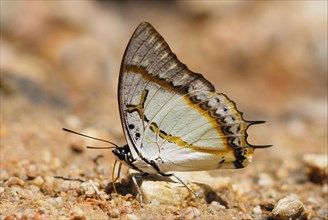 Great Nawab Butterfly (Polyura eudamippus)