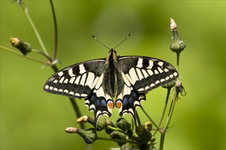Common Swallowtail (Papilio machaon britannicus)