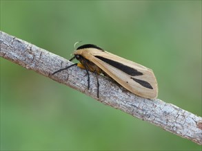 Hairy Caterpillar Moth (Creatonotos gangis)