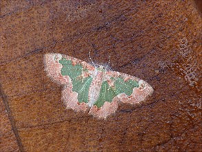 Looper Moth (Anisozyga aphrias)