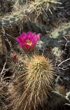 Strawberry Hedgehog Cactus (Echinocereus engelmannii)