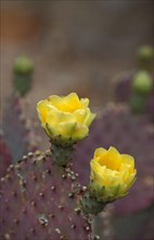 Santa Rita Prickly Pear cactus (Opuntia violacea var.santa rita)