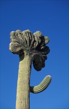 Cristate Saguaro cactus (Carnegiea gigantea) with fanlike top