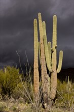 Saguaro Cacti (Carnegiea gigantea) growing in desert with approaching stormclouds