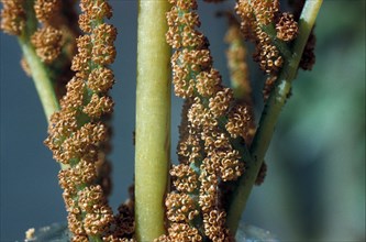 Royal Fern (Osmunda regalis) sporangia which have split and scattered