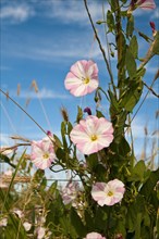 Field Bindweed (Convolvulus arvensis) flowering
