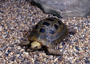 Elongate tortoise (Geochelone elongata)