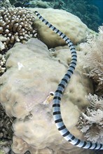 Banded Sea Krait (Laticauda colubrina)