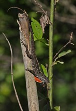 Jamaican Brown Anole (Anolis lineatopus)