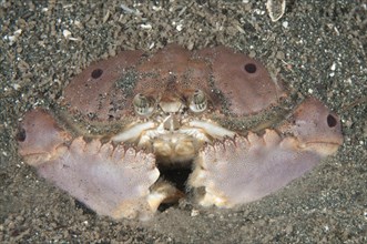 Box Crab (Calappa sp.)