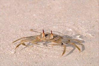 Horned Ghost Crab (Ocypode ceratophthalmus)