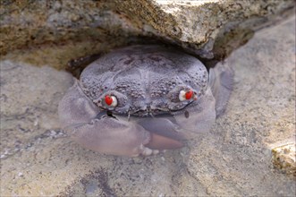 Red-eyed Crab (Eriphia ferox)