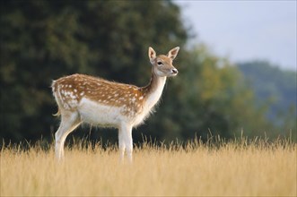 Fallow Deer (Dama dama) doe