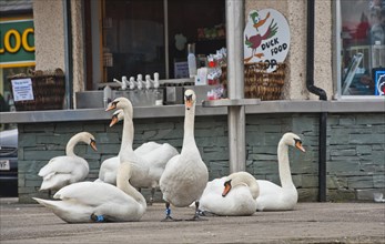 Mute Swan (Cygnus olor)