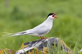 Arctic Tern (Sterna paradisaea)