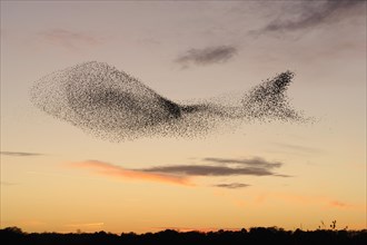 Common Starling (Sturnus vulgaris)