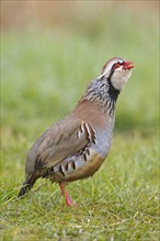 Red-legged Partridge (Alectoris rufa)