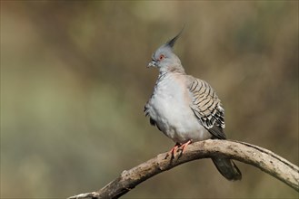 Crested Pigeon (Geophaps lophotes)