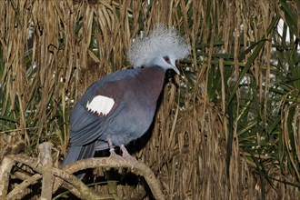 Blue Crowned-pigeon (Goura cristata)