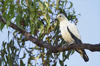 Pied Imperial-pigeon (Ducula bicolor)