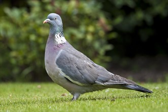 Wood Pigeon (Columba palumbus)