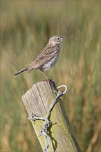 Meadow Pipit (Anthus pratensis)