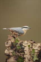 European Nuthatch (Sitta europaea)