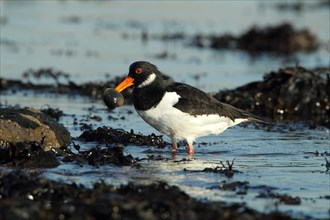 Eurasian Oystercatcher (Haematopus ostralegus)