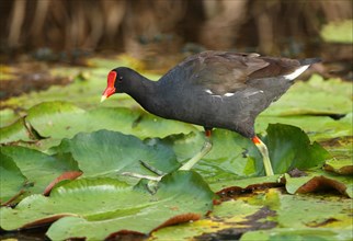Common Moorhen (Gallinula chloropus cerceris)