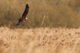 Western Marsh Harrier (Circus aeruginosus)