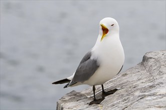 Black-legged Kittiwake (Rissa tridactyla)