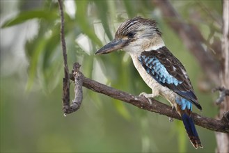 Blue-winged Kookaburra (Dacelo leachii)