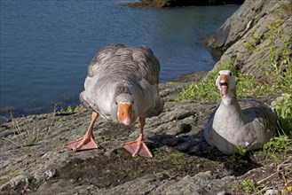 Greylag Goose (Anser anser) x Domestic Goose (Anser anser domesticus)