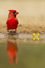 Northern Cardinal (Cardinalis cardinalis)