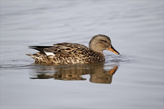 Gadwall (Anas strepera)