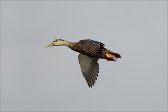 Mottled Duck (Anas fulvigula)