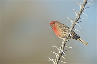 House Finch (Carpodacus mexicanus)