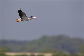 Bar-headed Goose (Anser indicus)