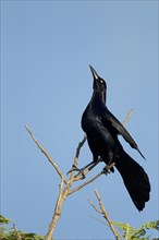 Great-tailed Grackle (Quiscalus mexicanus)