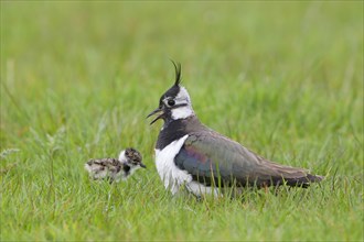 Northern Lapwing (Vanellus vanellus)
