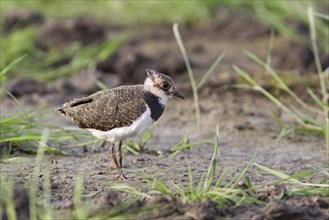 Northern Lapwing (Vanellus vanellus)