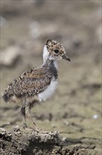 Northern Lapwing (Vanellus vanellus)