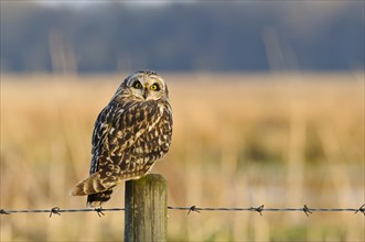 Short-eared Owl (Asio flammeus)